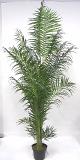 Areca Palm